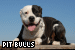 Dogs: Pit Bulls